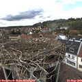 15_20-nest.jpg