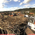 16_15-nest.jpg