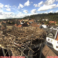 16_30-nest.jpg