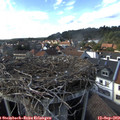 16_35-nest.jpg