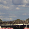 16_40-mast.jpg