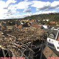 16_40-nest.jpg