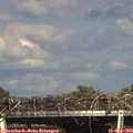 16_45-mast.jpg