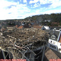 16_50-nest.jpg