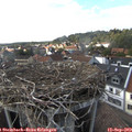 17_00-nest.jpg