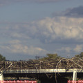 17_05-mast.jpg
