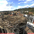 17_05-nest.jpg