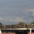 17_10-mast.jpg