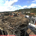 17_10-nest.jpg