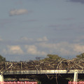 17_25-mast.jpg