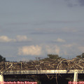 17_30-mast.jpg