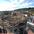 17_30-nest.jpg