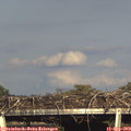 17_35-mast.jpg