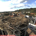 17_35-nest.jpg