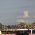 17_40-mast.jpg