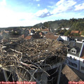 17_45-nest.jpg