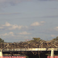 17_50-mast.jpg