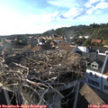 17_50-nest.jpg