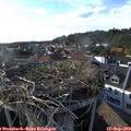 17_55-nest.jpg