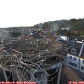 18_00-nest.jpg