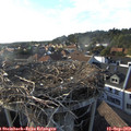 18_05-nest.jpg