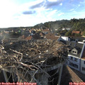18_15-nest.jpg
