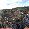 18_20-nest.jpg