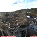 18_25-nest.jpg