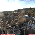 18_40-nest.jpg