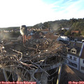 18_50-nest.jpg