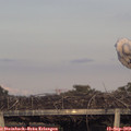 18_55-mast.jpg