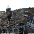 18_55-nest.jpg