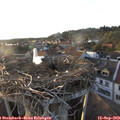 19_00-nest.jpg