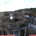 19_05-nest.jpg