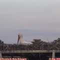 19_10-mast.jpg