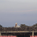 19_20-mast.jpg