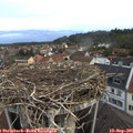 07_05-nest.jpg