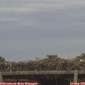 07_50-mast.jpg