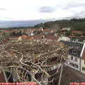 07_50-nest.jpg
