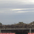 08_05-mast.jpg