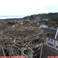 08_20-nest.jpg
