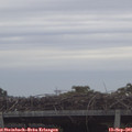 08_25-mast.jpg