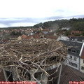 08_30-nest.jpg