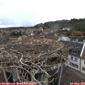 08_45-nest.jpg