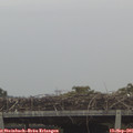 09_05-mast.jpg