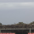 09_10-mast.jpg