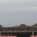 09_15-mast.jpg
