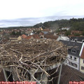 09_50-nest.jpg