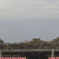 09_55-mast.jpg