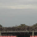 10_00-mast.jpg